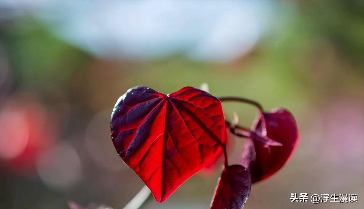 梅花玉与梅花石的区别_邵子易数梅花易数区别_梅花易数与八卦的区别