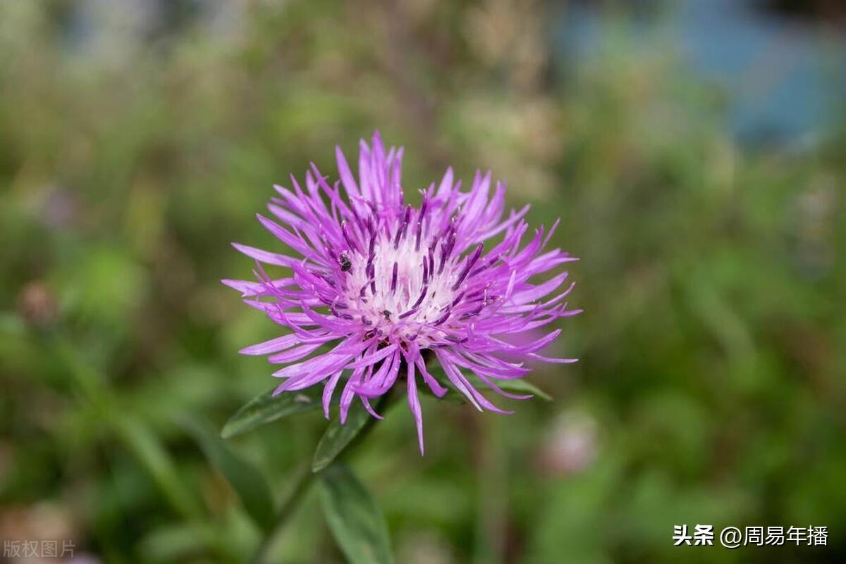 梅花易数起卦正解卦软件_六爻铜钱起卦方法解卦_六爻起卦解卦方法