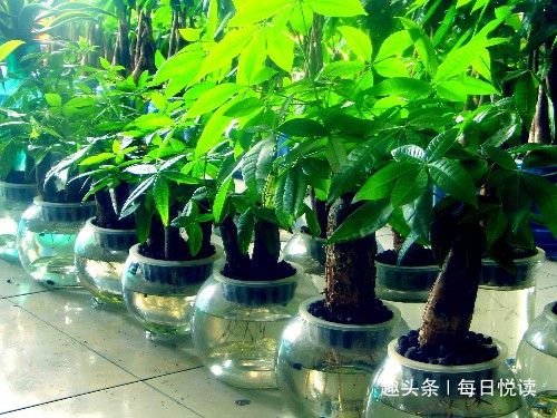 旺财家居风水植物摆放_仿真家居风水摆件_八种植物能旺财旺宅