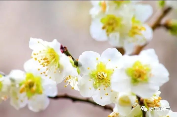 梅花易数邵康白话文_梅花易数邵康杰_邵康节梅花易数测字