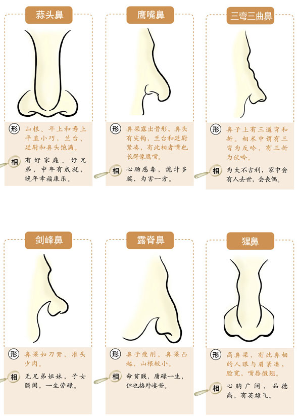 帝王鼻子面相图解_帝王鼻子面相图解_帝王鼻子面相图解